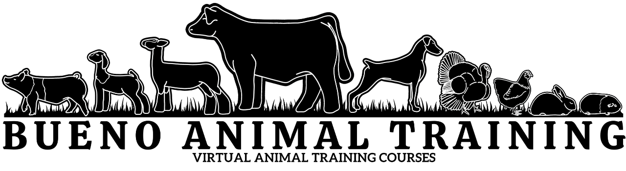Bueno Animal Training