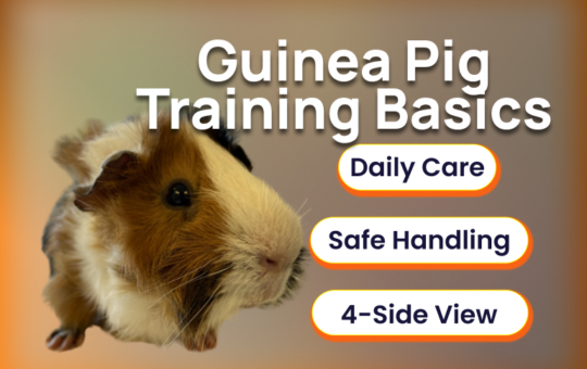 guinea-pig-showmanship-cavy-boar-gilt-cavies-best-of-breeds-peruvian-abyssinian-texel-teddy-american-crested-rex-english.png