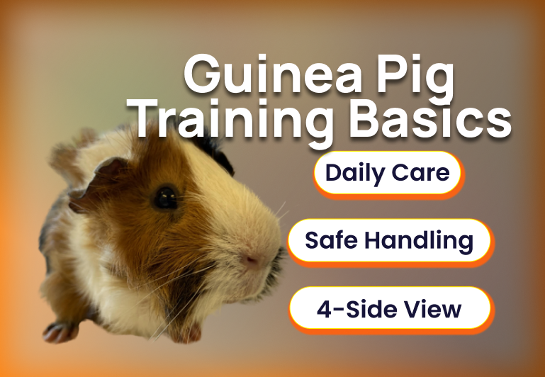 guinea-pig-showmanship-cavy-boar-gilt-cavies-best-of-breeds-peruvian-abyssinian-texel-teddy-american-crested-rex-english.png